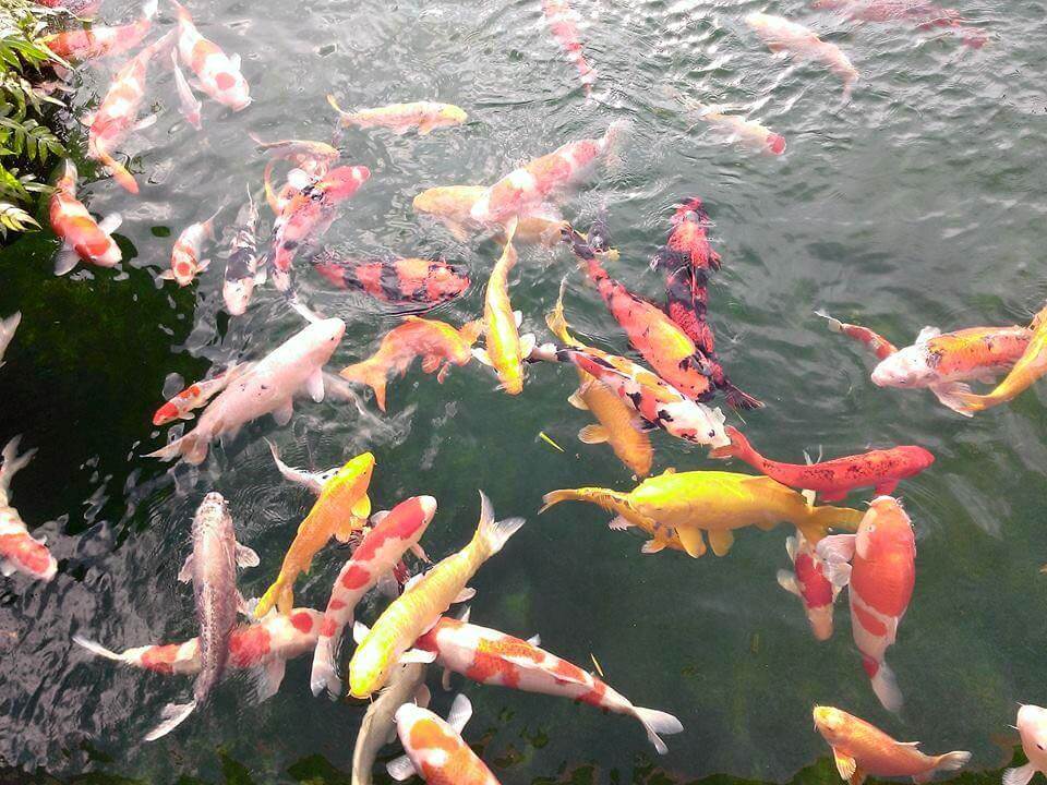 Cá Koi biểu tượng phong thủy